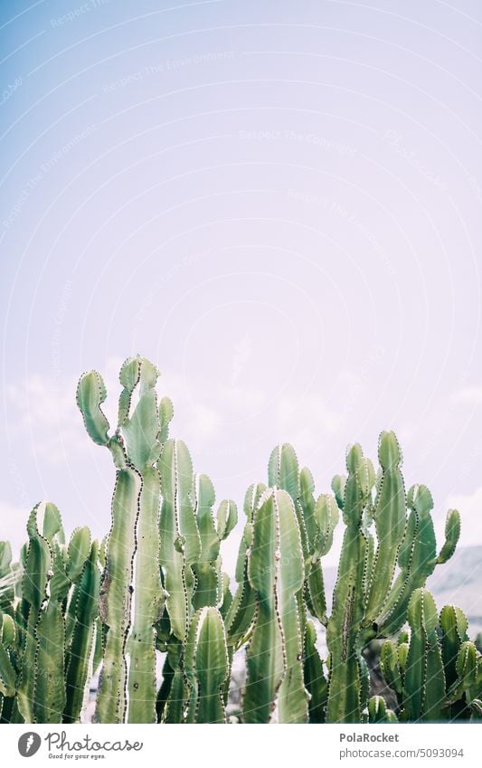 #A0# Ka Ka Cactus cacti Cactusprickle cactus plant Cactus field cactuses family Green Mediterranean Plant Sparse thorny Thorny Desert ardor Hot warm