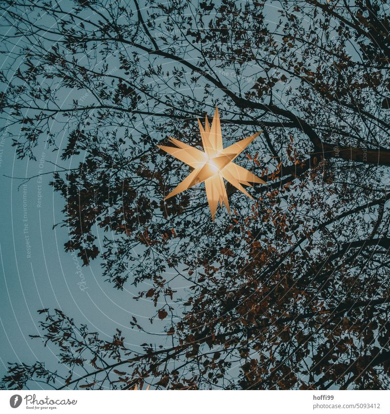 Starlight in tree at blue hour starlit Fairy lights Stars Christmas & Advent Star (Symbol) Christmas fairy lights Illuminate Christmas star Light Lighting