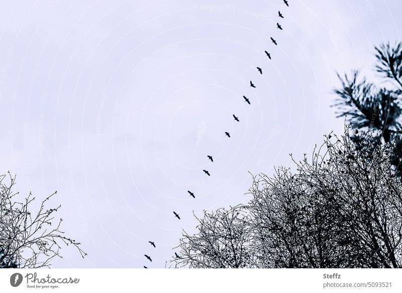 Bird flying in a row birds Flight of the birds bird migration Flock of birds Migratory birds Wild Birds flock of birds flying birds Birds fly Behind one another