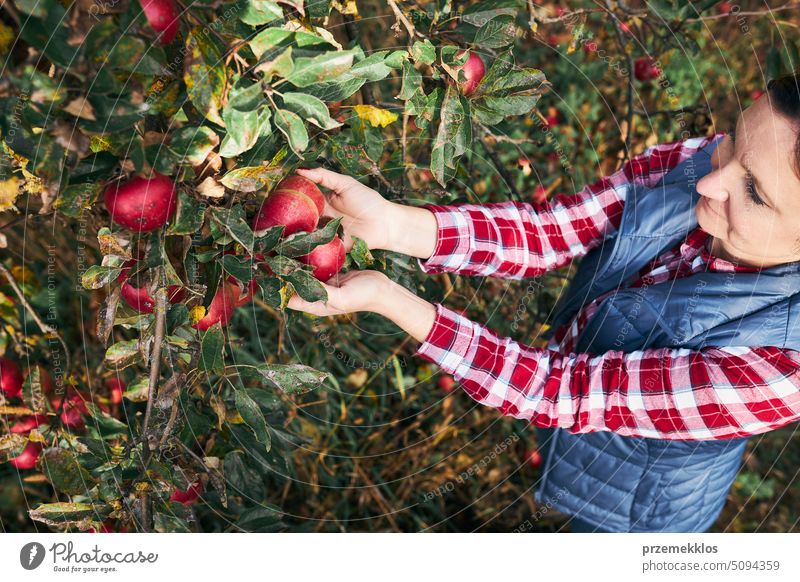 Woman picking ripe apples on farm. Farmer grabbing apples from tree in orchard. Fresh healthy fruits ready to pick on fall season. Harvest time in countryside