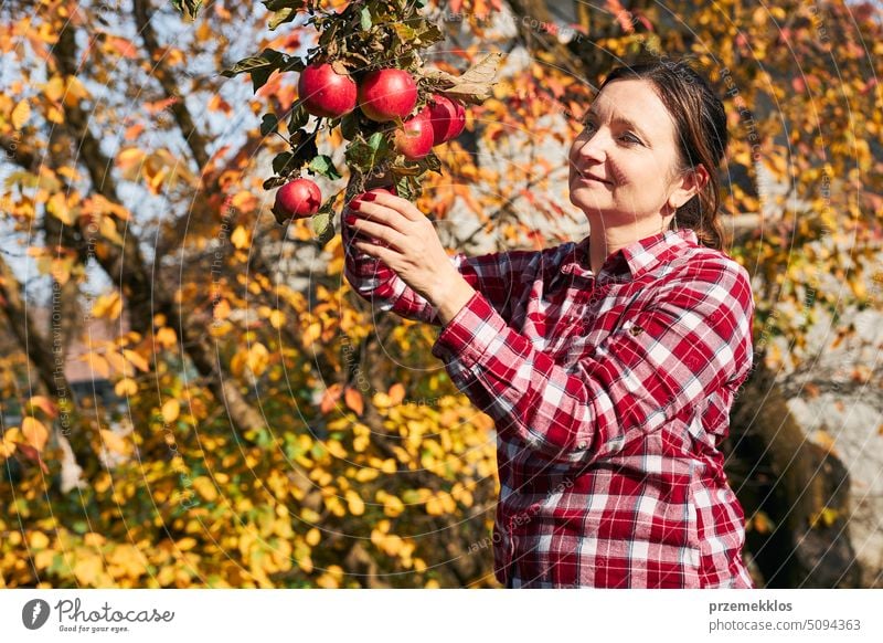 Woman picking ripe apples on farm. Farmer grabbing apples from tree in orchard. Fresh healthy fruits ready to pick on fall season. Harvest time in countryside