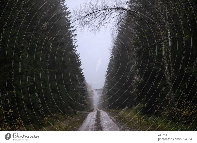 Bent trees over forest road, gloomy rainy day Trees perspective mist fod misty foggy gray weather autumn ladscape bent way patc path Forest road Forest path