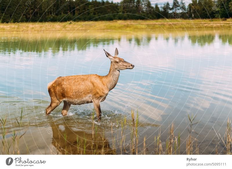 European Roe Deer Walking On Water run wild european wildlife beautiful lake animal summer nobody deer young muzzle brown female western roe deer fauna