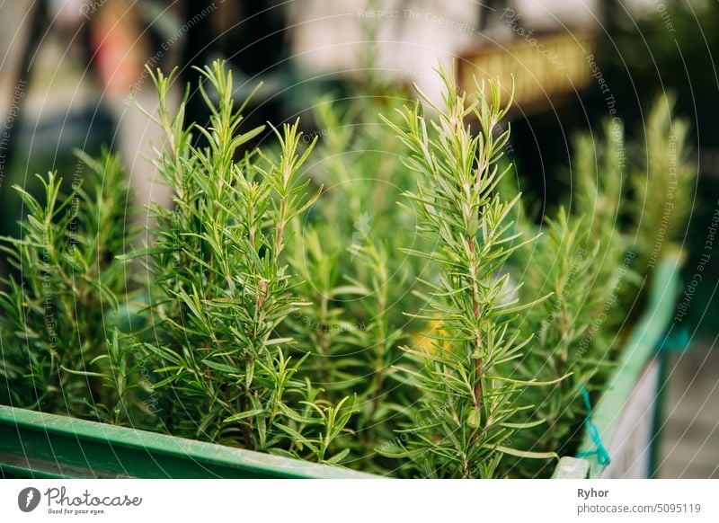 Leaves Of Green Rosemary. Perennial Herb With Fragrant, Evergreen. Rosemary Used As A Flavoring In Foods Such As Stuffing And Roast Meat nature leaf