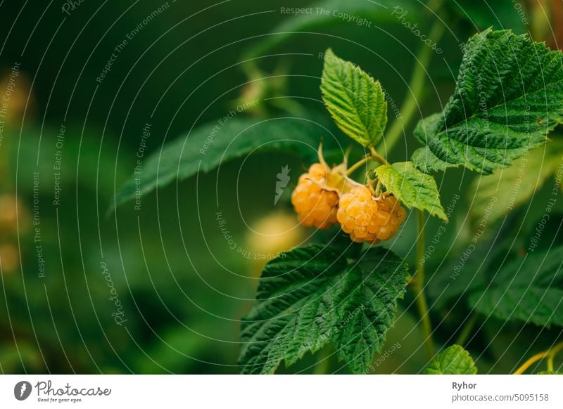 Yellow Golden Raspberries. Growing Organic Berries Closeup. Ripe Raspberry In Fruit Garden organic branch sweet close up raspberry ripe plant yellow growing