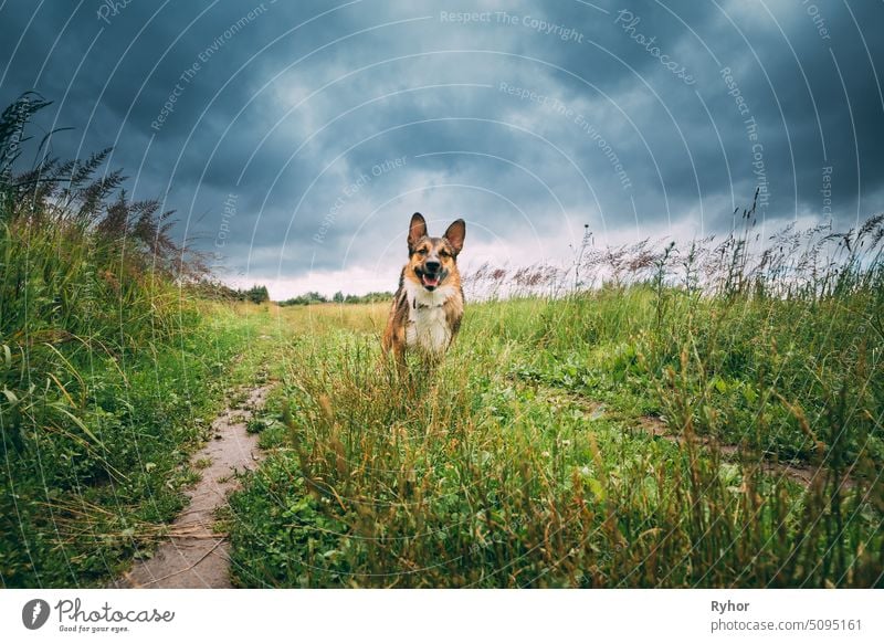 Funny Mixed Breed Dog Playing In Meadow Green Grass In Summer dog animal mixed summer cute leisure puppy purebred domestic fun pet spring pedigreed beautiful