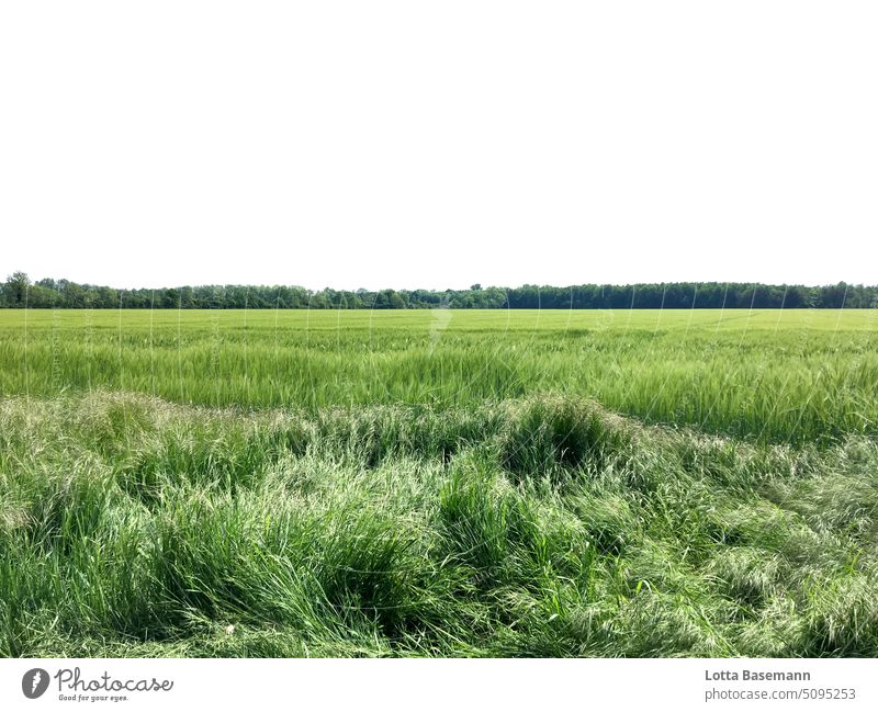 Green cornfield Landscape Field Grain Cornfield Horizon Hope Harvest Meadow Agricultural crop Agriculture agriculturally Agricultural product Wheat Barley