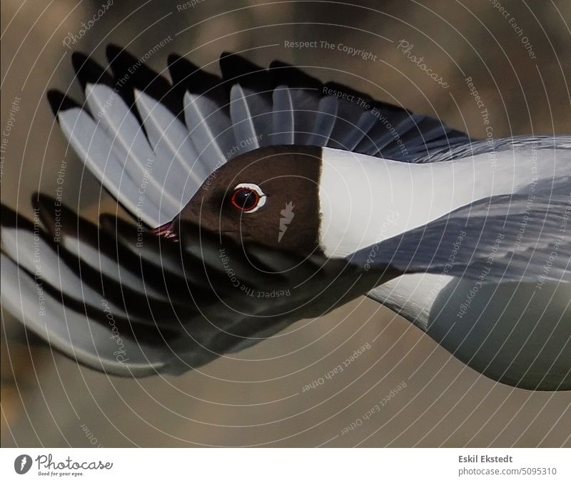 A black-headed  gull is flying by a small boat in Öregrund archipelago, Sweden Sky Flying Freedom Bird Ocean Wing Black-headed gull  Aviation Coast Feather eye