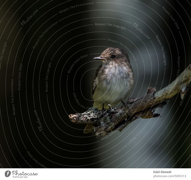 Fly Cather resting on a branch Nature forest bird Fly-cather Forest songbird tree