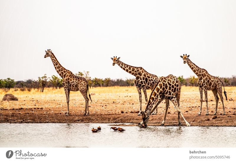 one works, three watch observantly Thirsty Drinking Goose geese Animal face Deserted Tourism Trip Animal portrait Wilderness Wild animal Fantastic