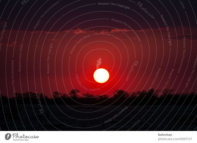 force Sky Warmth Gorgeous especially Nature magical Africa Far-off places Namibia Wanderlust etosha national park Etosha Evening Dusk Sunlight Sunset Kitsch