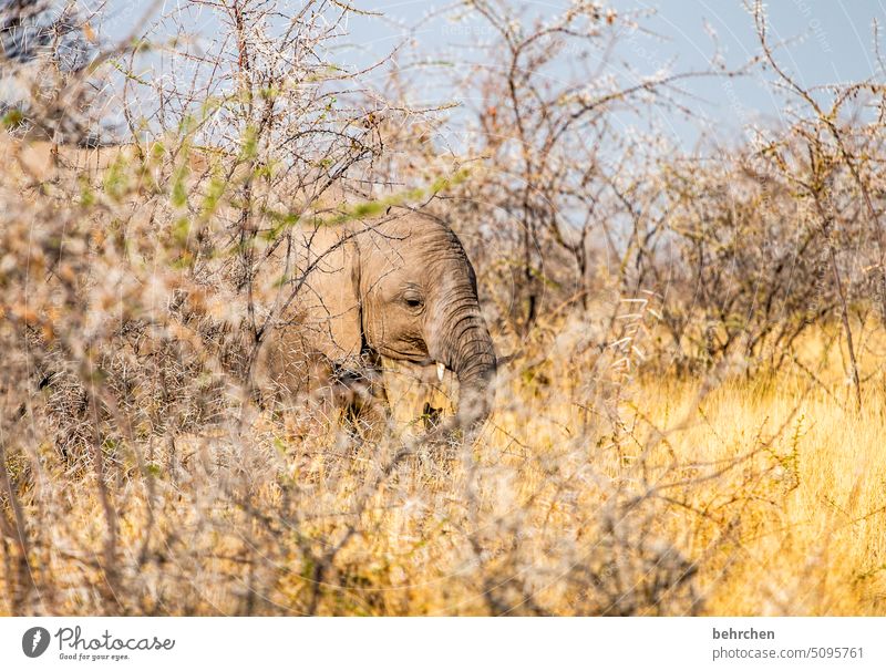 dumbo Elephant etosha national park Etosha Etosha pan Wild animal Fantastic Exceptional Free Wilderness Animal Namibia Safari Africa wide Far-off places