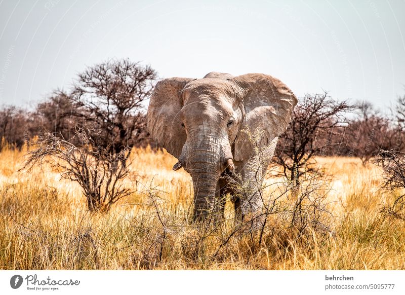 our heritage Animal portrait Elefantears risky Etosha wide Far-off places Free Wild Wanderlust travel Wilderness Etosha pan Dangerous Bull elephant Fantastic