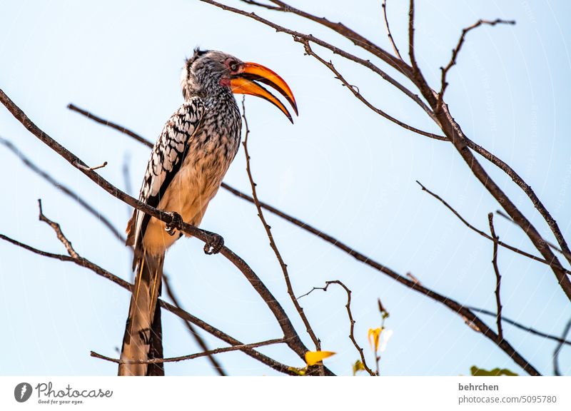 it's not the length that matters... hornbill yellow-billed hornbill Impressive Hornbills toko Beak Bird etosha national park Etosha Etosha pan Wild animal