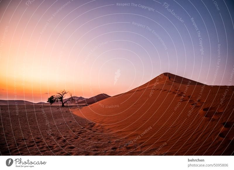 tightrope walk Longing dune 45 Shadow travel Sand Desert Light Adventure Wanderlust Exterior shot Gorgeous Loneliness Colour photo Africa Sossusvlei Landscape