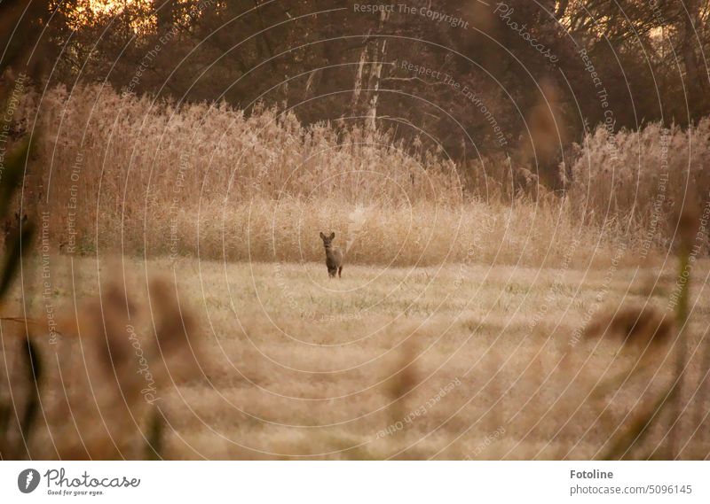 Well camouflaged deer in the meadow in front of the tall grasses. The colors are brown in brown. I had not camouflaged so well. It looks directly to me over. There I must probably give me more effort.