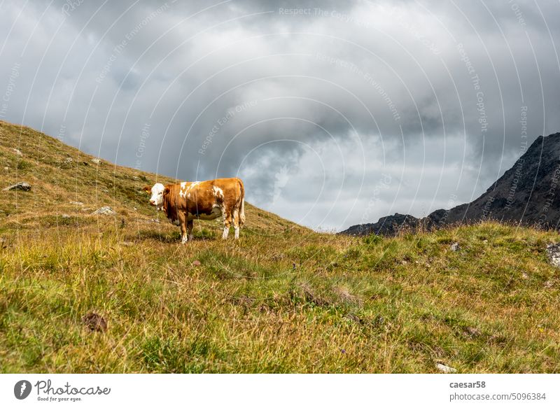 Scenic alpine landscape in the High Tauern National Park during a hike around Mt. Grossglockner cow alps typical mountains grass brown lonely weather sun clouds