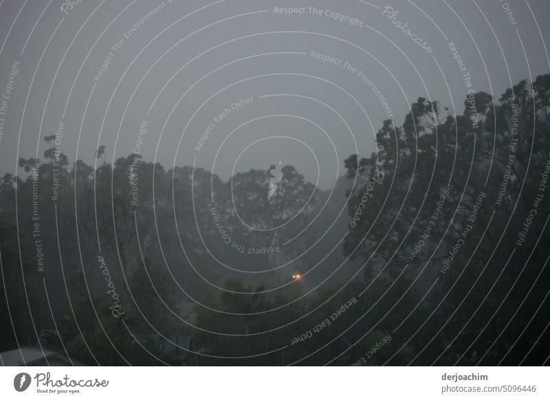 Tropical rain in the forest, with a small light appearance. . Rain abundant rain Damp Wet Water Forest Close-up Light (Natural Phenomenon) Dark Thundery shower