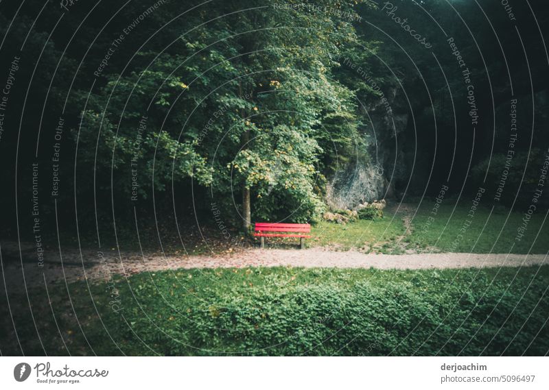 A lonely red bench stands surrounded by trees and a meadow at the edge of the path. Bench Colour photo Loneliness Park bench Exterior shot Wood Empty Seating