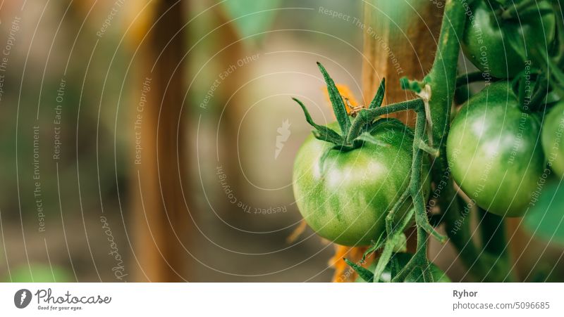 Green Growing Organic Tomato. Homegrown Tomatoes In Vegetable Garden growing farming agriculture summer tomato vegetable branch food healthy product vegetarian