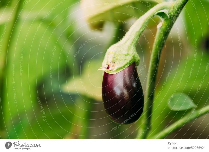 Young Growing Organic Eggplant. Homegrown Eggplant In Vegetable Garden growth one farm gardening vegetable stall branch bush agriculture vegetarian nobody crop