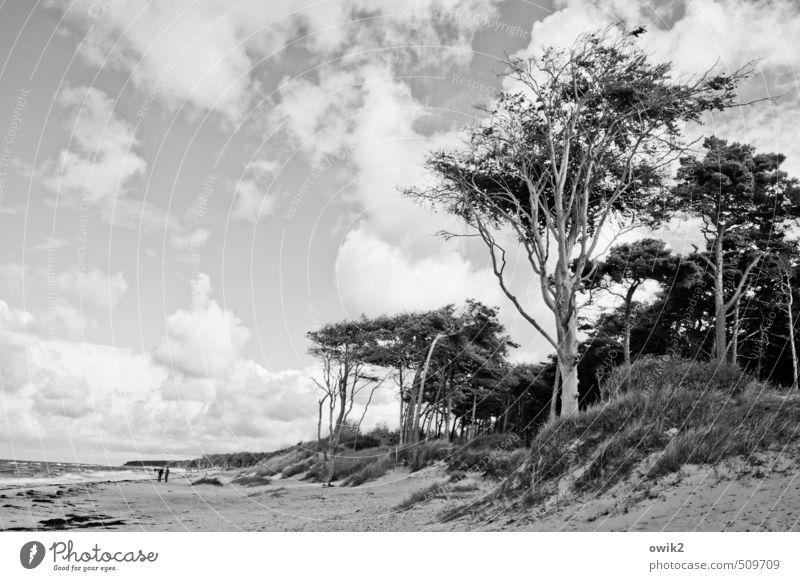 Wild wood Trip Far-off places Freedom Hiking Human being 2 Environment Nature Landscape Plant Sand Water Sky Clouds Horizon Climate Beautiful weather Wind Tree