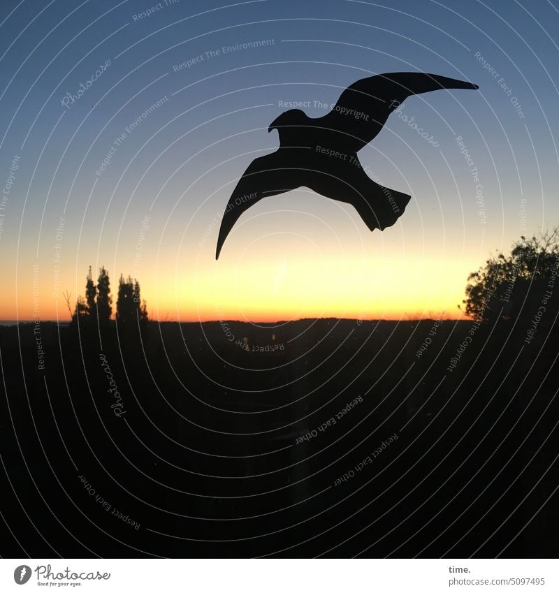 Disc guard bird of prey Bird Pane Window Vista Horizon Twilight Sunset Evening evening light Moody melancholy Plastic Silhouette Tree Nature creatively