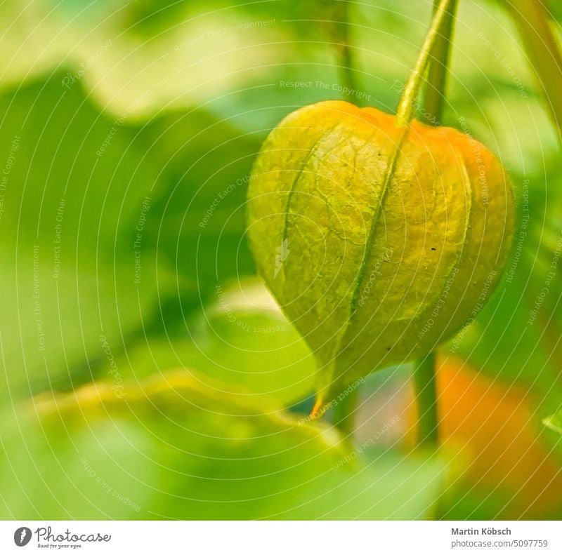 Not ripe physalis, cape gooseberry hangs on the bush. Orange fruit with green leaves Physalis Cape gooseberry garden vitamin C healthy plant skin shrub orange