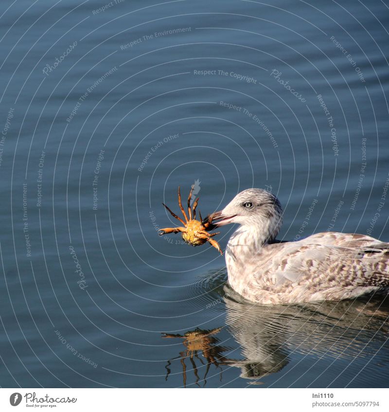 successful catch animals Wildlife Bird seabird Common gull Larus canus young animal North Sea coast reflection plumage greyish brown blotchy Foraging