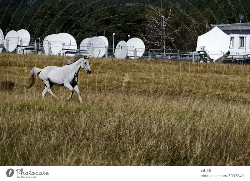 Mountain landscape and beautiful horse on an autumn meadow, Plana mountain, Bulgaria animal mammal wildlife pasture forest runs away glade white green majestic