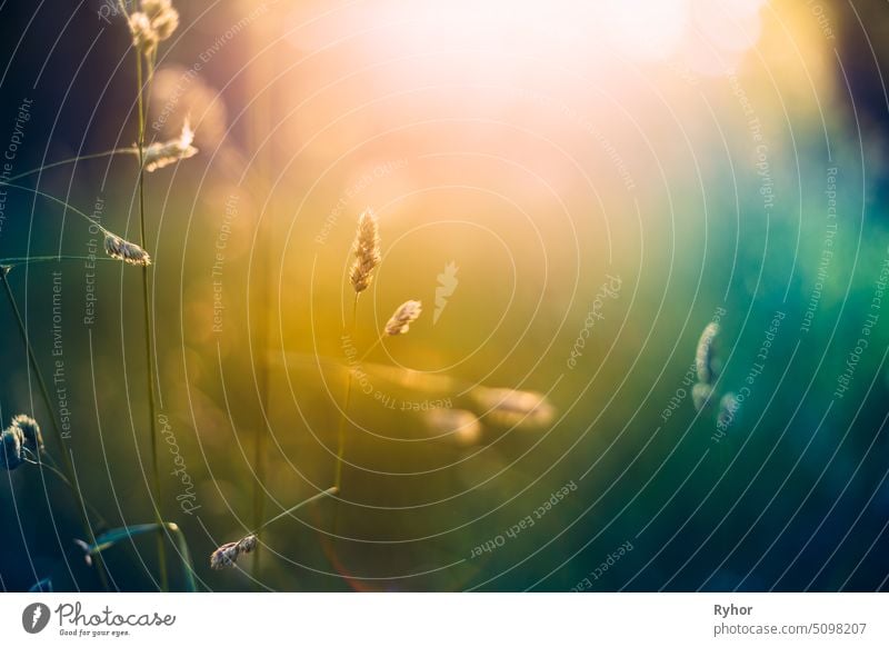 Green Grass In Sunset Sunlight. outdoor autumn sunshine plant sunrise grass toned nature sunlight green sunset summer nobody sunbeam meadow yellow close