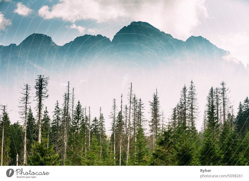 Tatra National Park, Poland. Summer Mountains And Forest Landscape. Beautiful Scenic View. scene forest wood coniferous forest national park fog nature mountain