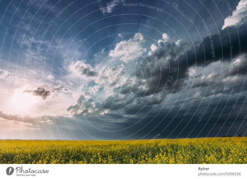 Agricultural Landscape With Flowering Blooming Rapeseed, Oilseed In Field Meadow In Spring Season. Blossom Of Canola Yellow Flowers. Rural Landscape outdoor