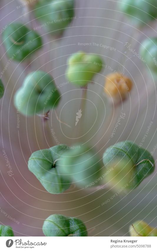 Giant leek (Allium giganteum). Green-yellow capsule fruits. Close-up. ornamental garlic giant leek allium Cabbage fruit Sámen seed pods blurriness seed stand