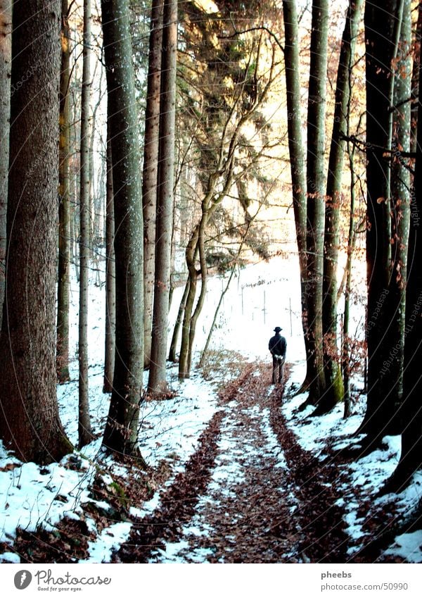 the man in the woods Man Forest Tree Tracks Winter Hat Snow Sun To go for a walk