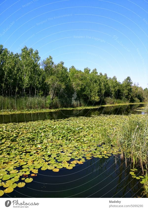 Green floodplain landscape in summer against blue sky in sunshine in Acarlar floodplain forest near Karasu in Sakarya province, Turkey wetland