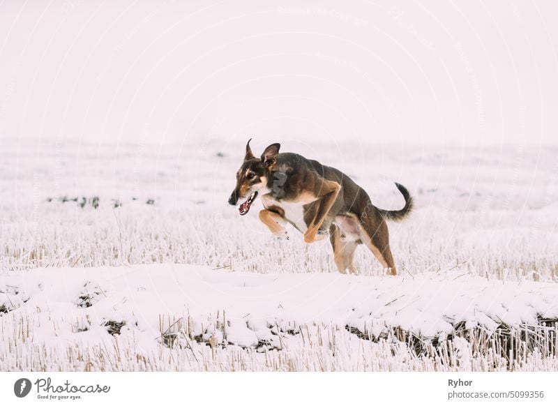 Hunting Sighthound Hortaya Borzaya Dog During Hare-hunting At Winter Day In Snowy Field Horty purebred pedigree pedigreed frosted Borzoi jump nature animal snow