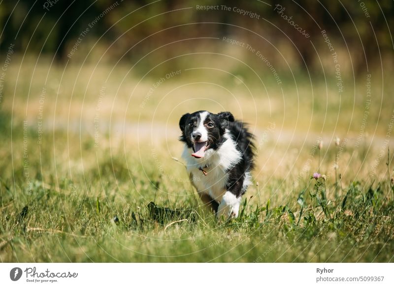 Funny Small Mixed Breed Dog Playing In Green Grass beautiful dog summer animal white cute run pedigreed play black outdoor mixed park green pet purebred