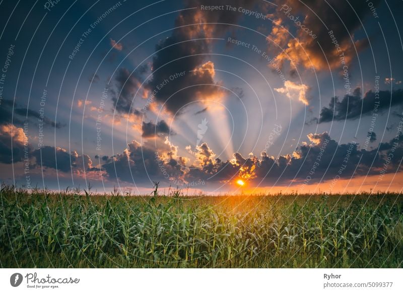 Summer Sunset Evening Above Countryside Rural Cornfield Landscape. Scenic Dramatic Sky With Rain Clouds On Horizon Above Corn Field nobody landscape plant