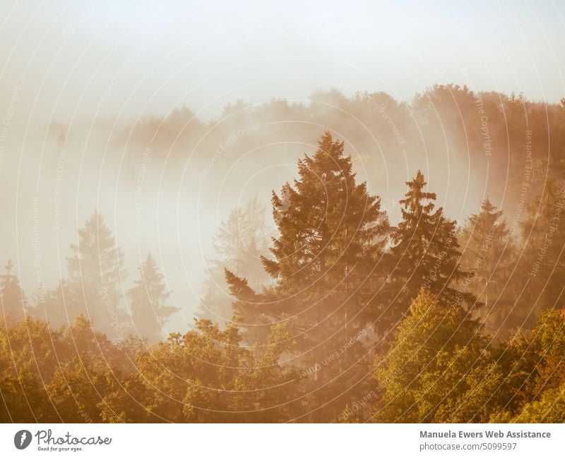 Trees covered with fog in forest area Treetops trees Forest Fog wafts of mist limited view sight Haze November Winter Autumn firs Retro Sepia Hue