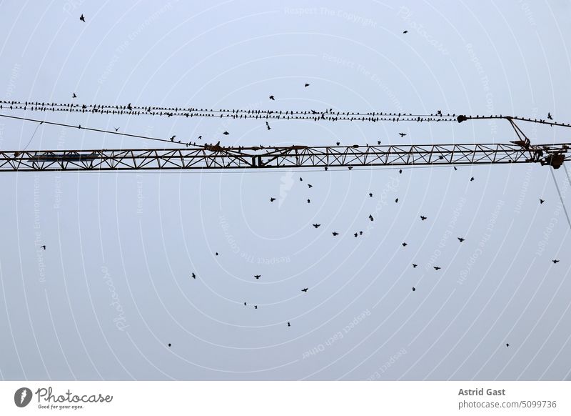 On a crane migratory birds meet for departure to the south Migratory birds Stare Starling Crane Autumn Sky meetings Flying Meeting point Many animals Wildlife