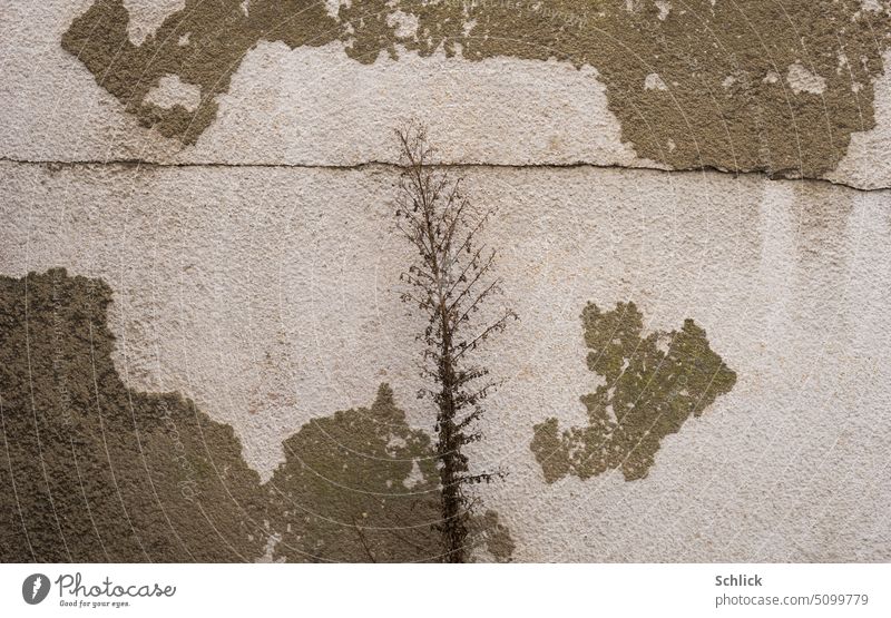 Dead flaked cracked, dead plant in front of a wall with partially flaked white paint and horizontal crack Plant Wall (building) Colour peeled off