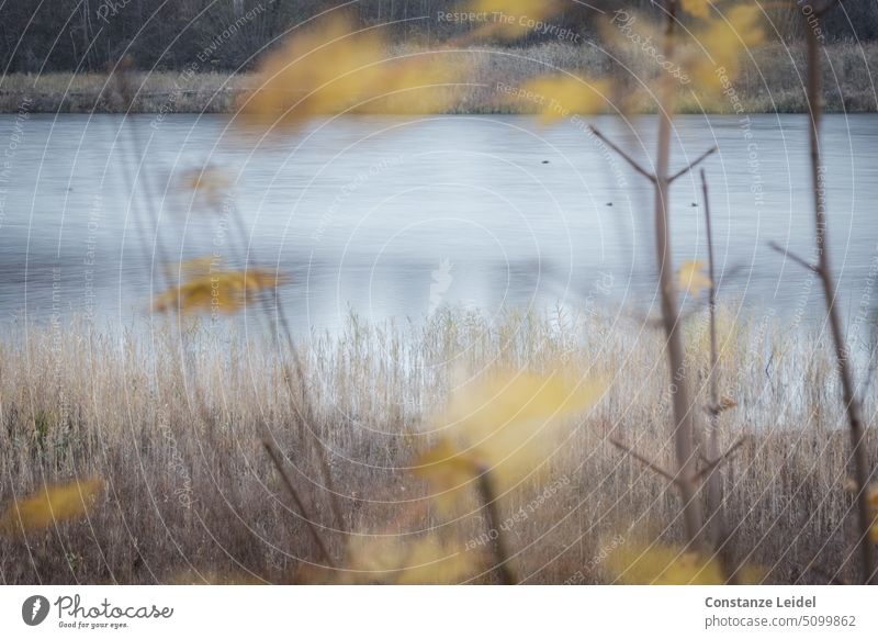 Blurred yellow autumn leaves in front of lake with long time exposure Lake Surface of water Water Lakeside Nature Idyll Landscape Calm Peaceful Deserted