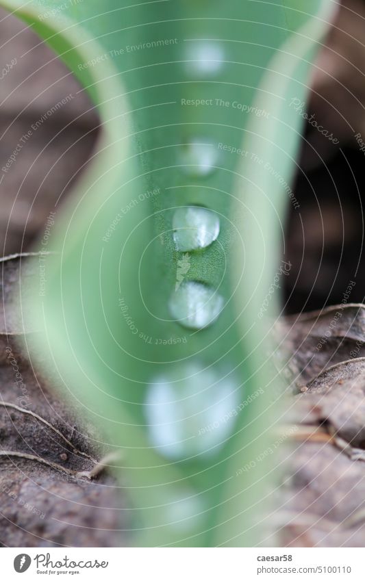 Macro photo of rain drops on a leaf green water nature clear macro closeup background wet abstract liquid splash row line clean color freshness dew rainy plant