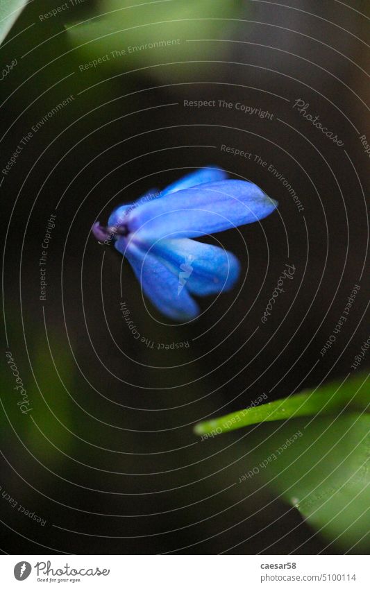 Macro photo of a vibrant blue squill flower spring nature plant blossom season green scilla background beauty bloom leaf macro beautiful petal closeup floral