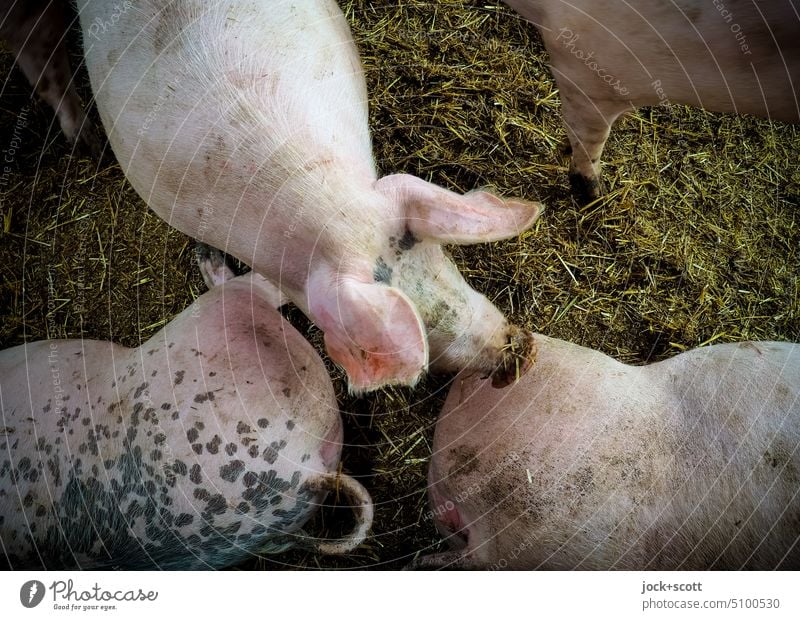 Sow good luck | happy new year Animal Pigs Farm animal Barn Swinishness Pigsty Cattle breeding Bedding animal bedding Animal portrait Dirty Agriculture Mammal