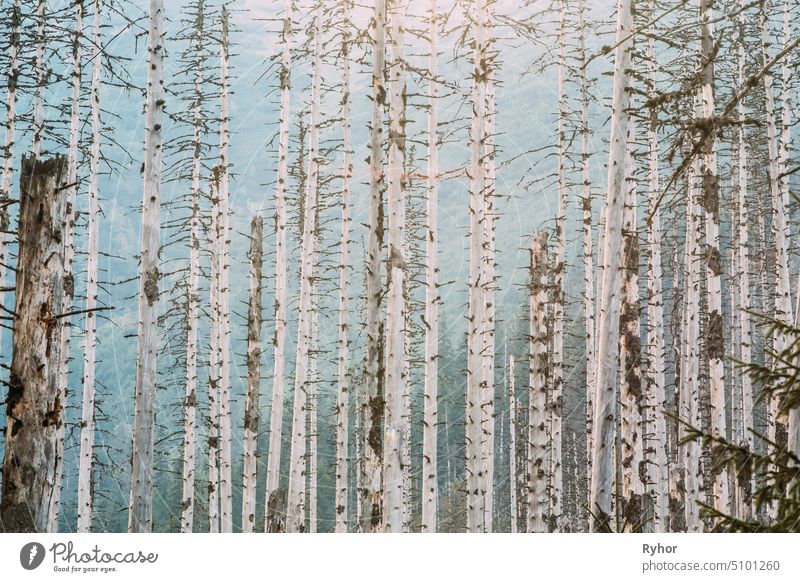 Old Dry Wood Trees Pines Background pine nature landscape old Tatra National Park nobody wilderness area coniferous forest scenic wood tree mountain green