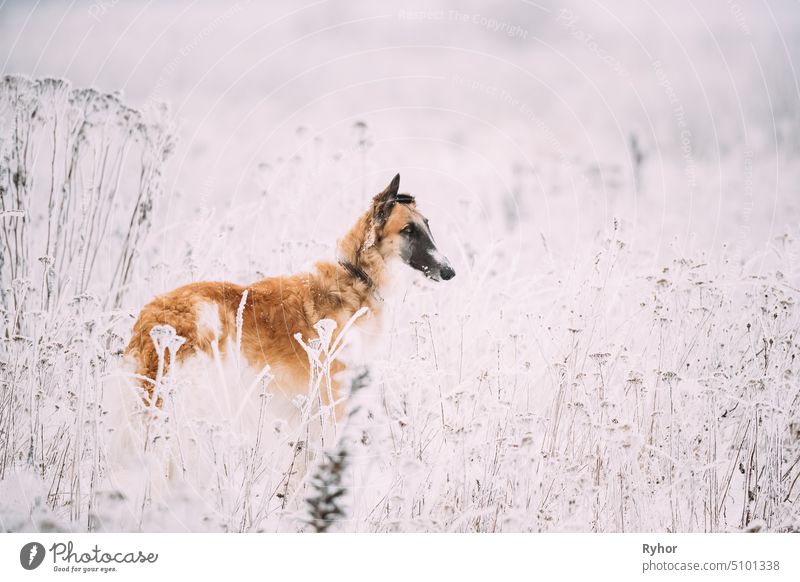 Russian Wolfhound Hunting Sighthound Russkaya Psovaya Borzaya Dog During Hare-hunting At Winter Day In Snowy Field Russian wolfhound russia breed Borzoi outdoor