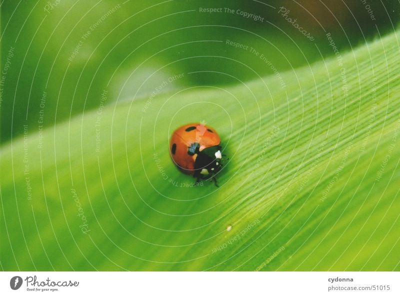 ladybugs Ladybird Leaf Green Red Animal Small Beautiful Spring Wake up Insect Macro (Extreme close-up) Close-up Nature Detail Beetle Protection Discover