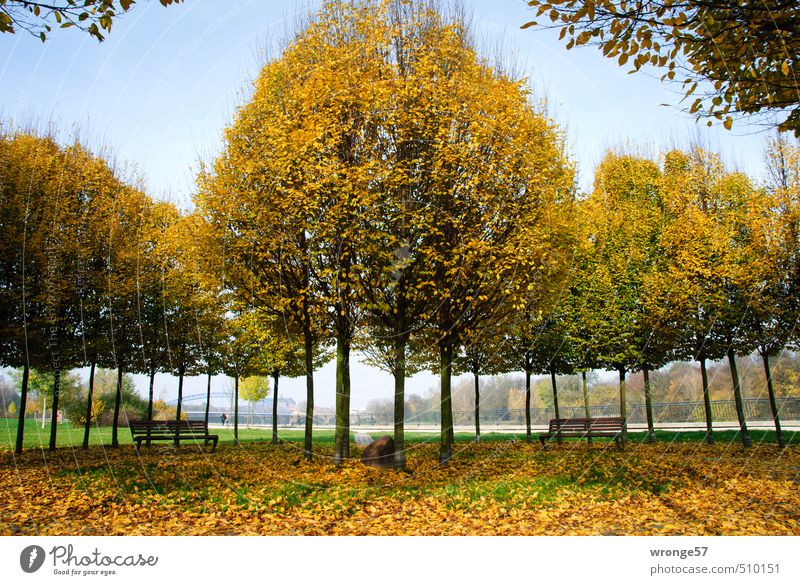 Colourful tree top Plant Autumn Beautiful weather Tree Leaf Deciduous tree Grove birch Park Magdeburg Germany Saxony-Anhalt Europe Round Town Multicoloured